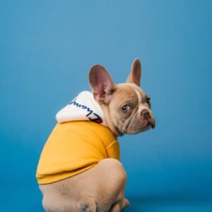 Pet accessories